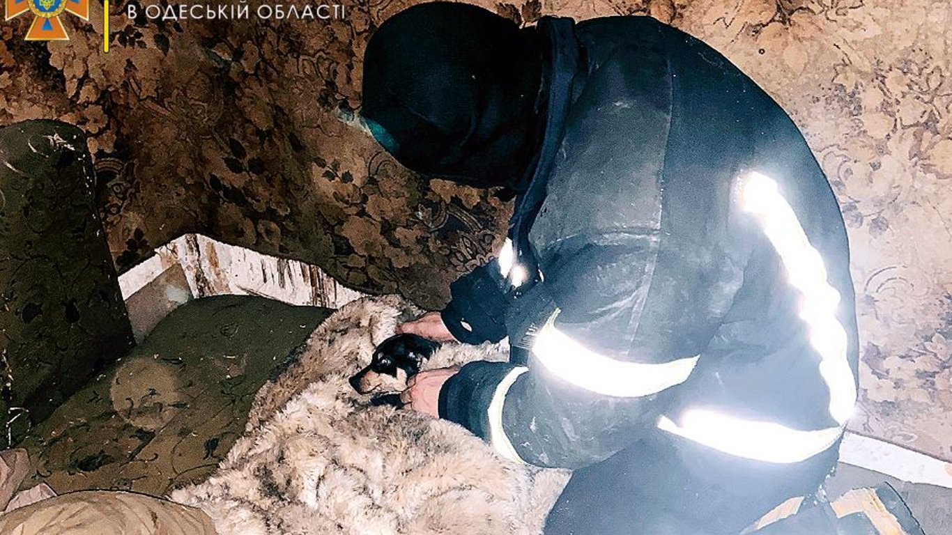 В Одессе при пожаре спасли надышавшегося дымом щенка