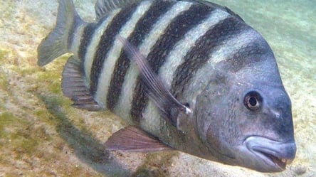 Яка на вигляд найпотворніша риба у світі з людськими зубами - 285x160