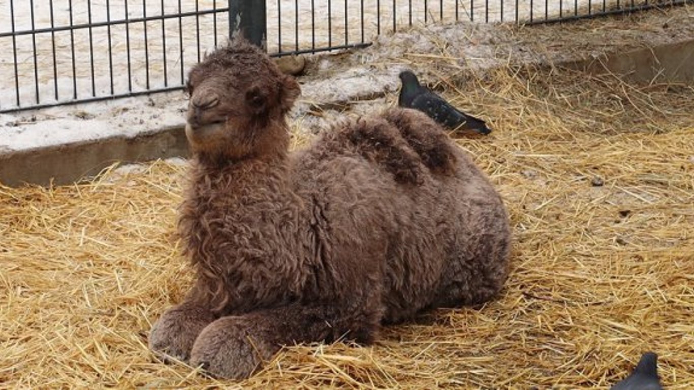 В Харьковском зоопарке дали имя верблюжонку-как назвали
