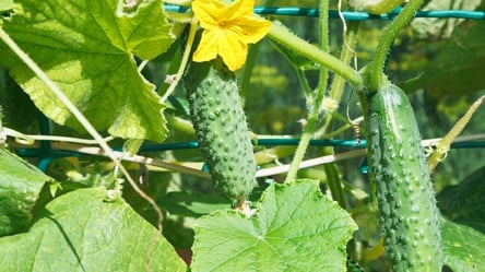 Огірків буде море — де садити, щоб врожай збирати ящиками - 285x160