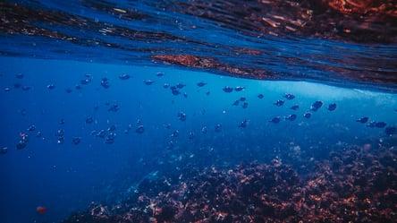 Новый источник кислорода — ученые сделали открытие в Тихом океане - 285x160