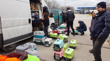 Волонтери вивезли з Одеси до Чехії 60 тварин: на них чекає нове життя - 285x160