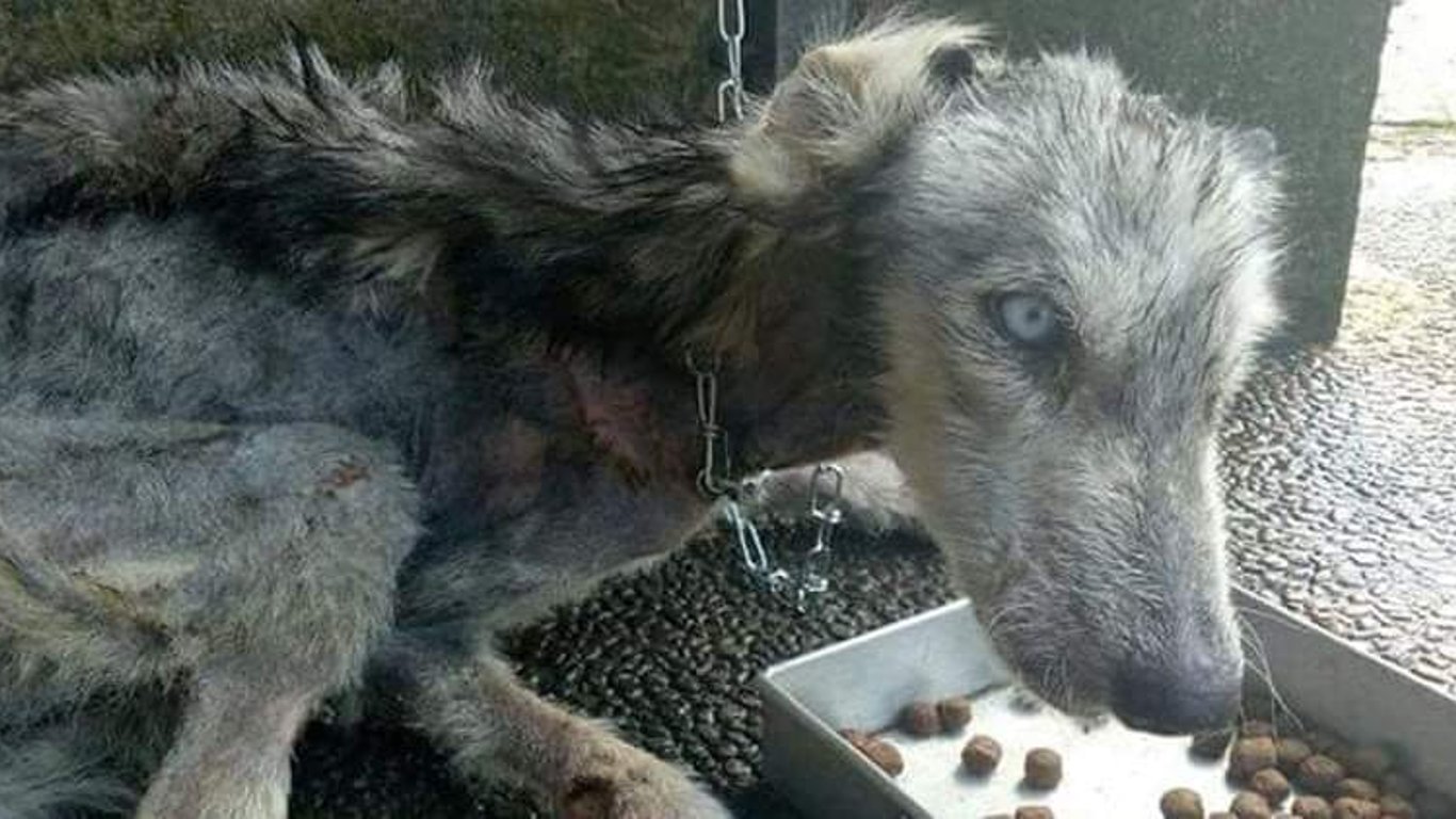 Героизм, которого нет у врага: киевлянка спасает волчицу и 48 собак