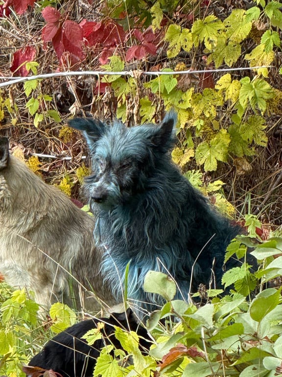 Сині собаки у Чорнобилі