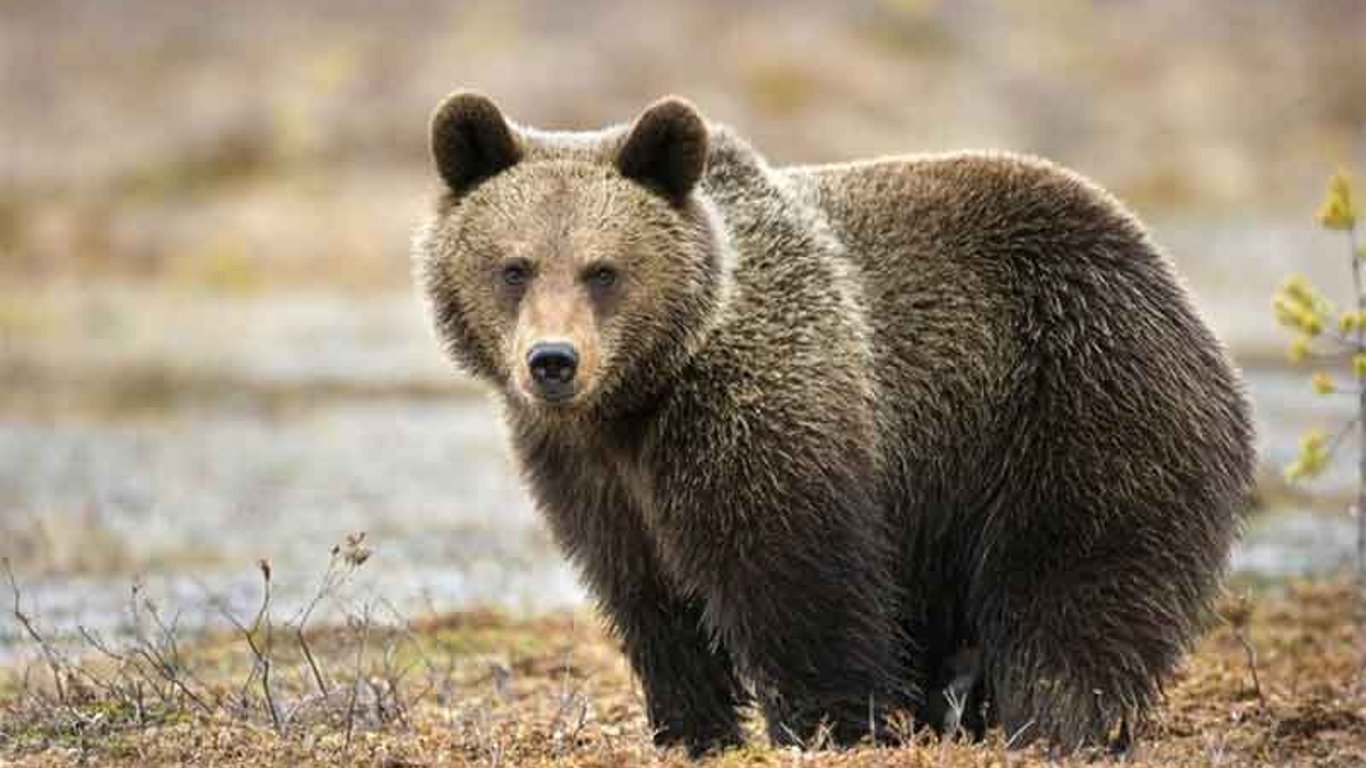 Из приюта под Киевом спасли семерых медведей