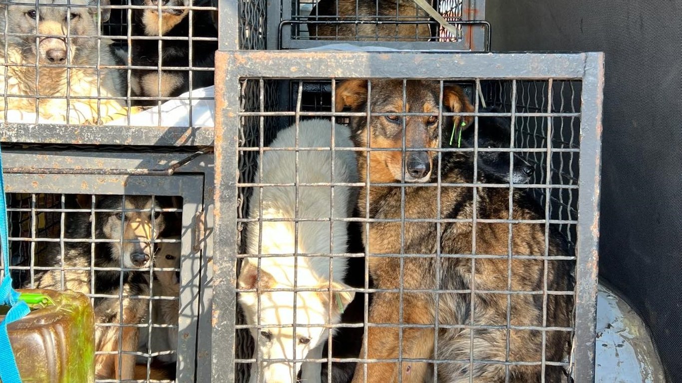 З одеського притулку до Німеччини евакуюють 29 собак