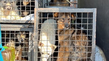 Из одесского приюта в Германию эвакуируют 29 собак - 285x160