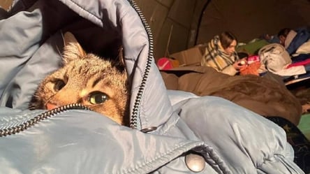 Стало известно, где находится харьковский кот Степан. Фото и видео - 285x160