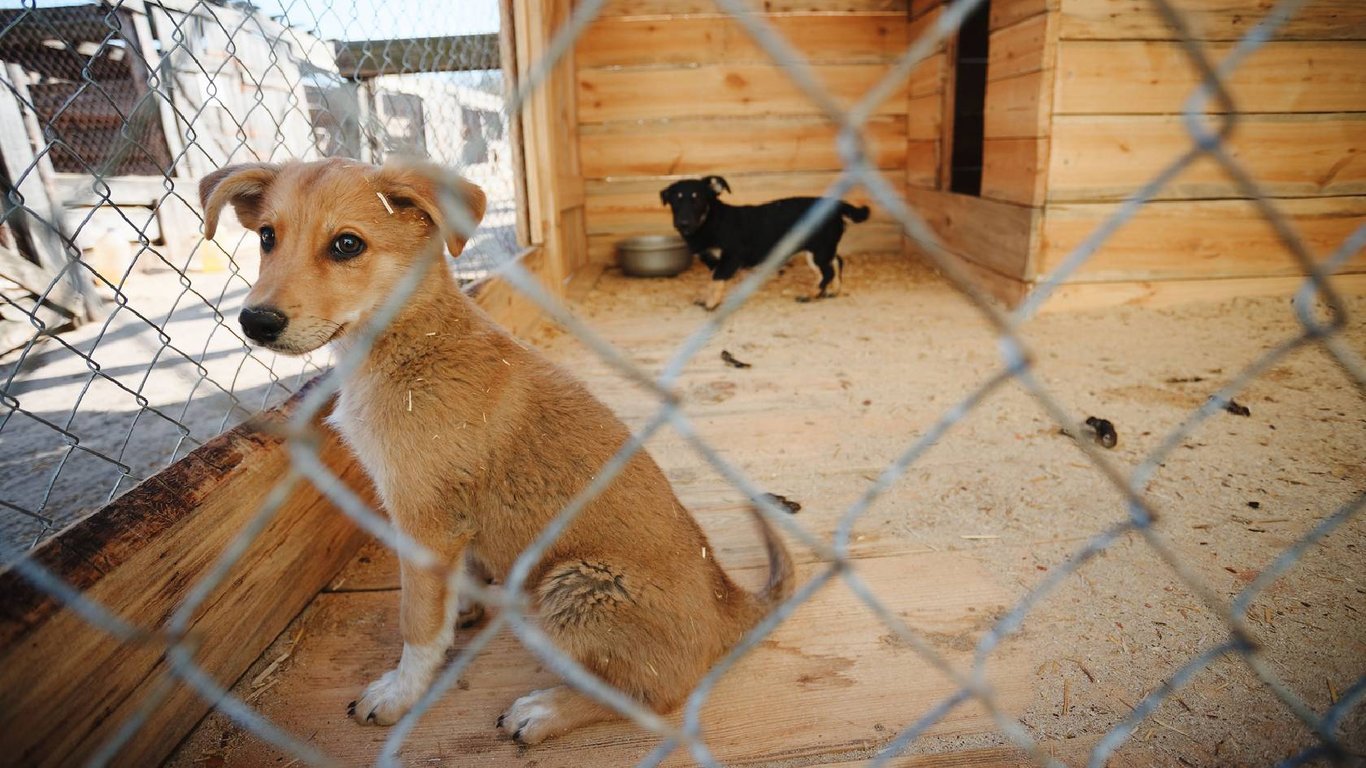 Животные Киевщина - зоозащитники спасли животных в Гостомельском приюте