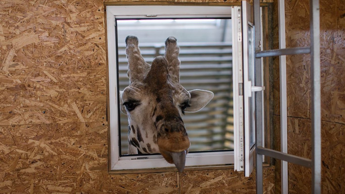 В Николаеве зоопарк подвергается частым обстрелам - животные в постоянном стрессе. Фото