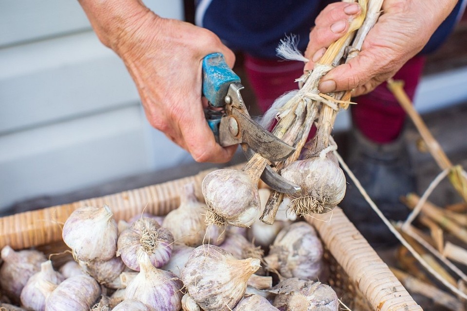 Людина підрізає часник.