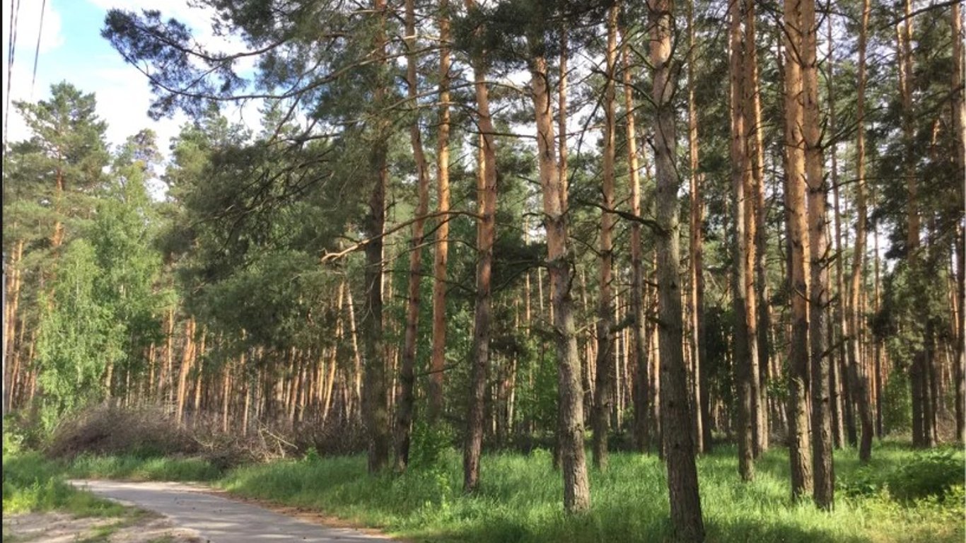 Киевлянам запретили посещать леса: детали