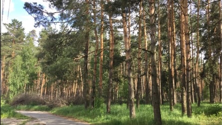 Киевлянам запретили посещать леса: детали - 285x160