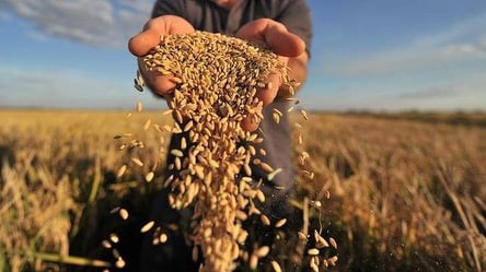Врожай зернових у 2022 році скоротиться на 20% - Кабмін - 285x160