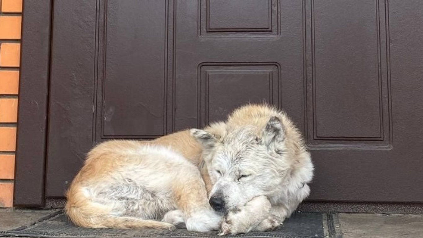 У Макарові собака вже місяць чекає на порозі на свою загиблу господиню - відео - фото