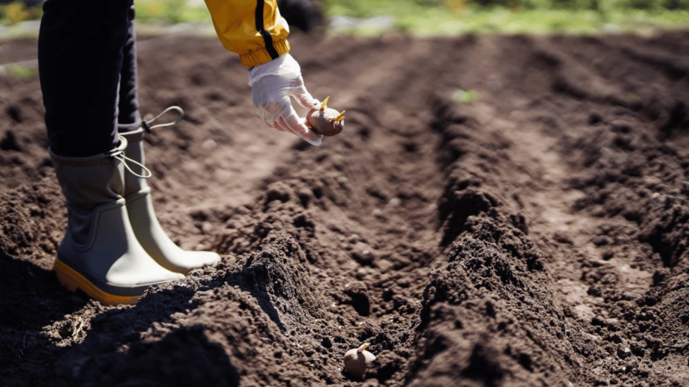 Чому не можна садити картоплю до Великодня 2026: народні прикмети