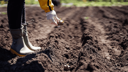 Чому не можна садити картоплю до Великодня 2026: народні прикмети - 285x160