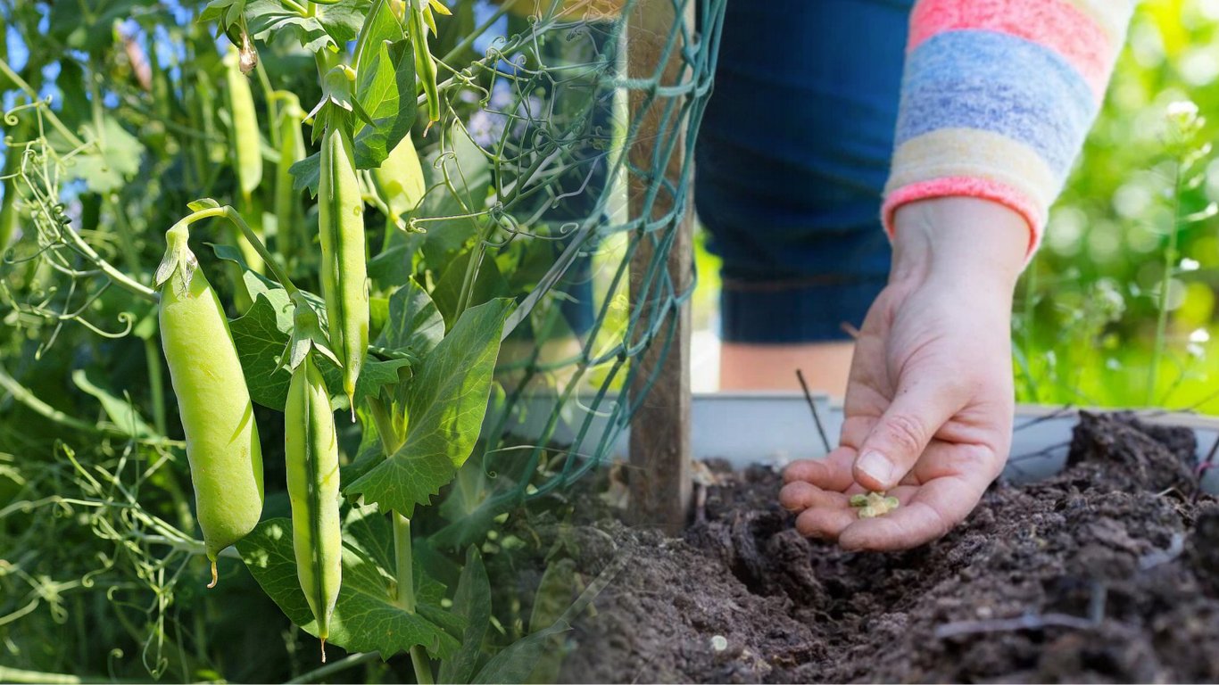 Какие овощи выгоднее выращивать на огороде, чем покупать — зеленая фасоль