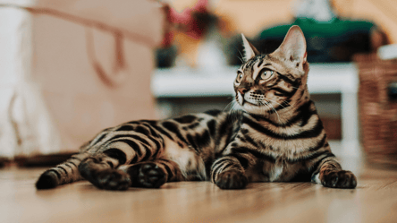 Особливі тварини — який статус мають бенгальські кішки у Китаї - 285x160