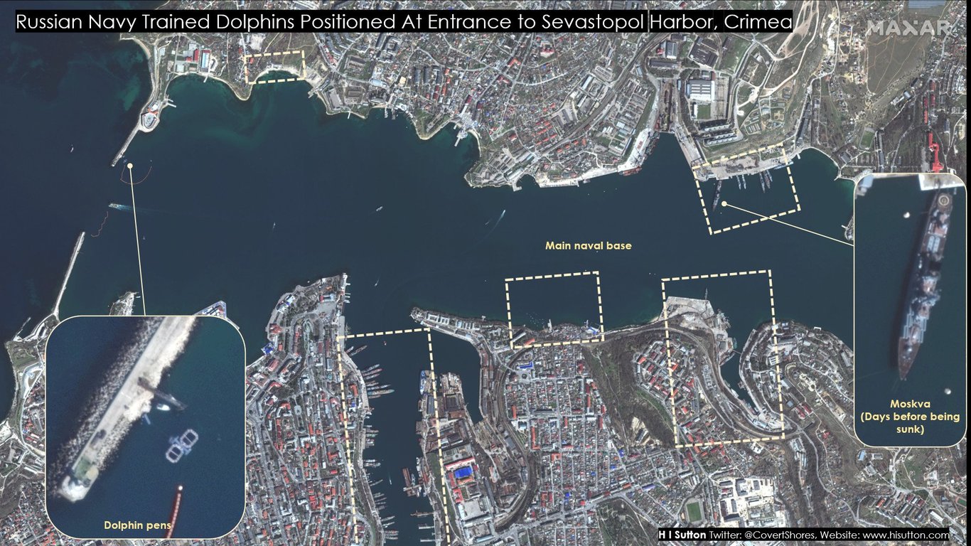росія залучила дресерованих дельфінів для захисту бази у Севастополі