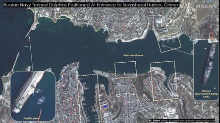 росія залучила дресерованих дельфінів для захисту бази у Севастополі - 285x160