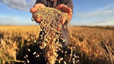 Оккупанты могут украсть в Украине зерно на миллионы долларов - 285x160