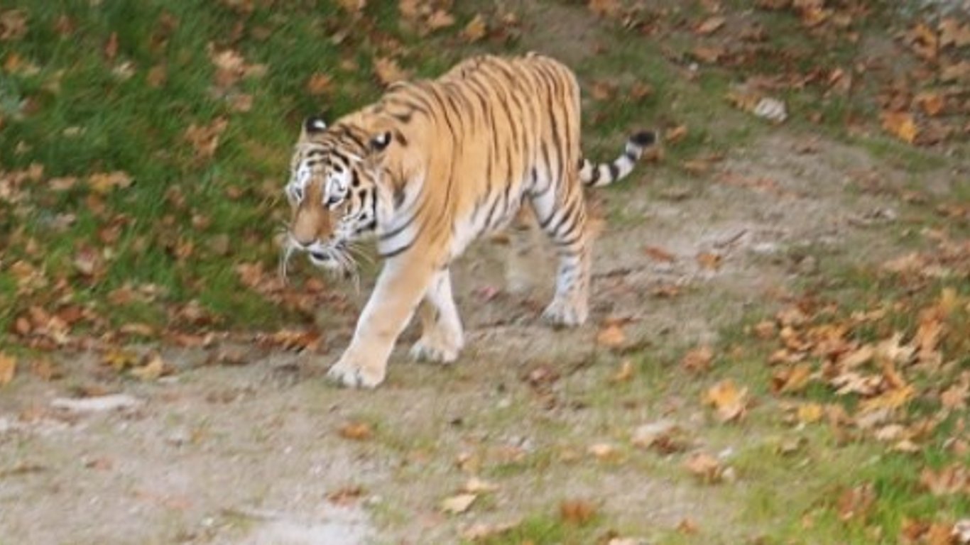 Зоопарк Харьков - умирает тигр - зоозащитники бьют тревогу