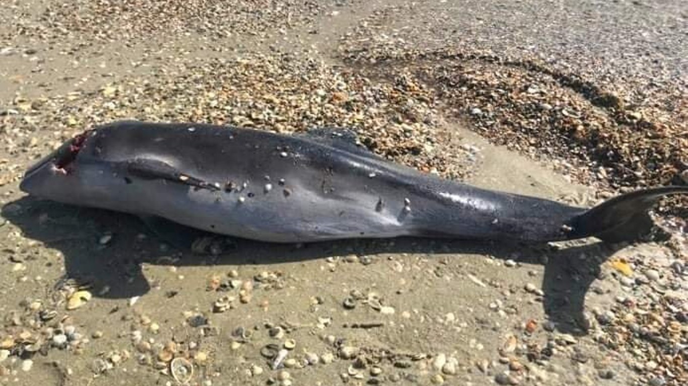 Через дії рф в Чорному морі загинуло багато дельфінів