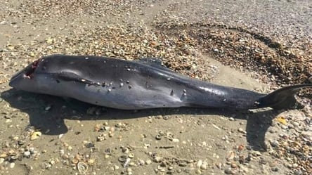 Через дії рф в Чорному морі загинуло багато дельфінів - 285x160