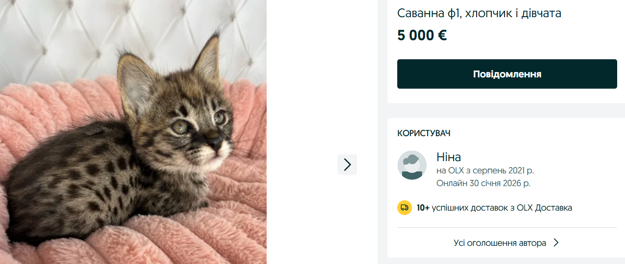 Шиншилла и каракет — сколько стоят самые дорогие породы кошек на OLX - фото 2