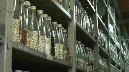 "Навіть німці намагалися зберегти": рашисти знищили єдиний в Україні генетичний банк рослин - 285x160