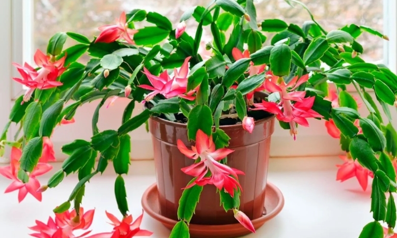 Шлюмбергера