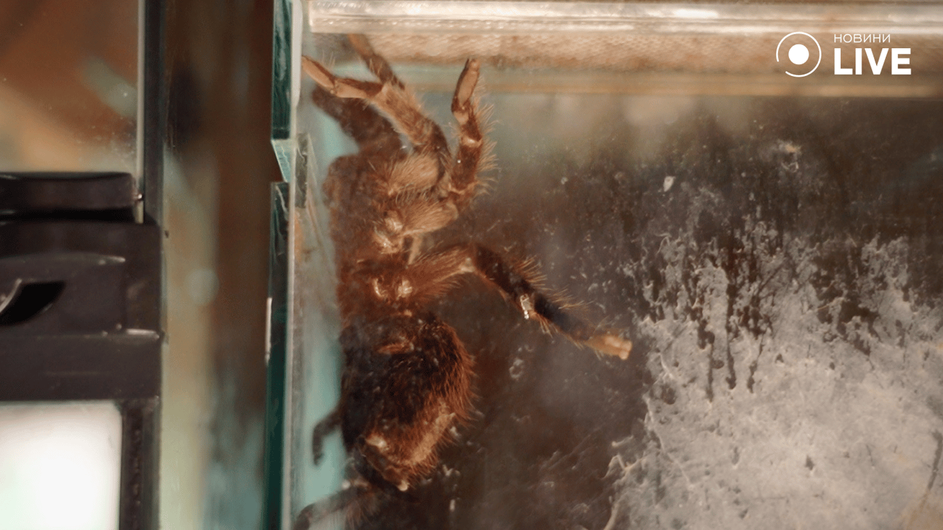 Тарантул в аквариуме в зоопарк.  Фото: Новини.LIVE