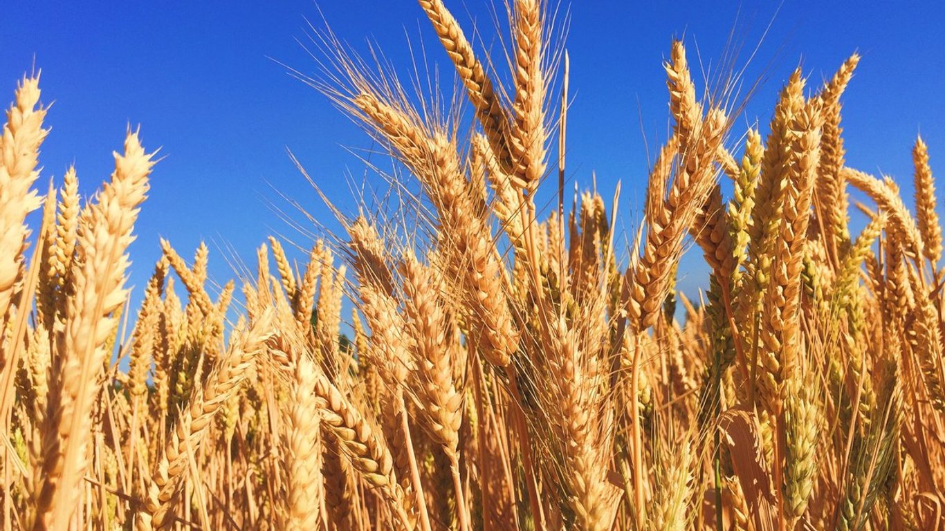 В мире осталось запасов пшеницы на 10 недель