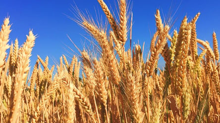 Из-за войны в Украине, в мире осталось запасов пшеницы на 10 недель - 285x160