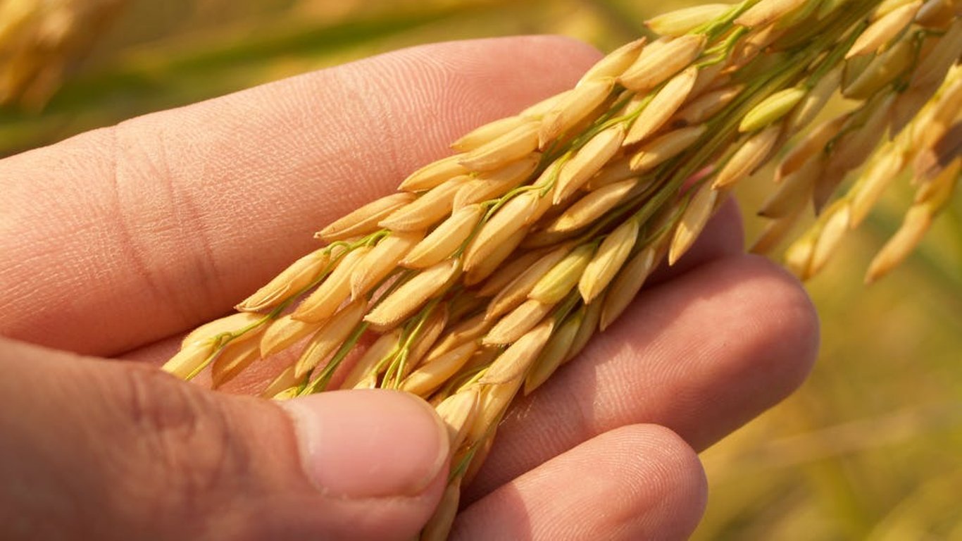 В росії прибріхують про рекордні врожаї зерна, поповнюючи запаси українськими зерновими — ЦПД