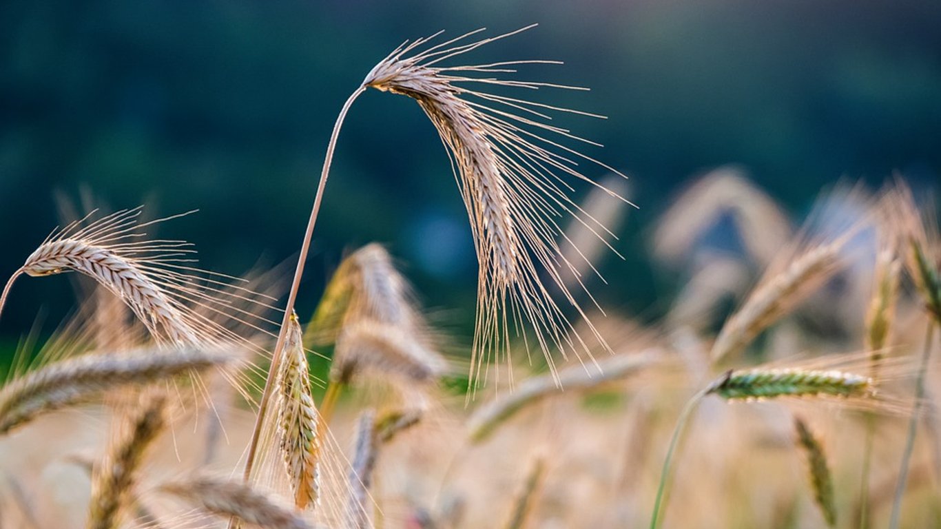 Експерти підвищили прогнози щодо врожаю зернових та олійних у 2022 році в Україні