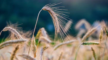 Експерти підвищили прогнози щодо врожаю зернових та олійних у 2022 році в Україні - 285x160