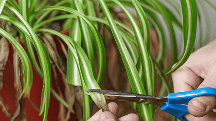 Обновляем комнатные растения зимой — цветы для январской обрезки - 285x160