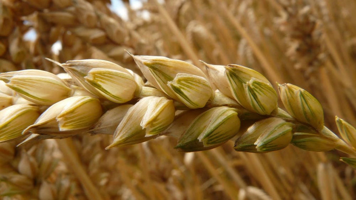 "Доверить путину зерновые коридоры - это путь камикадзе" - министр сельского хозяйства Германии