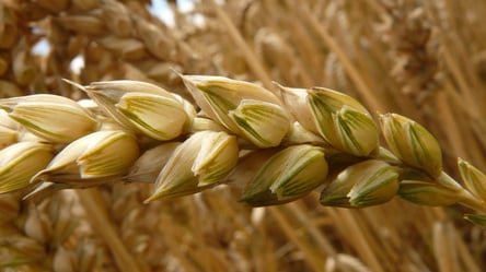 "Доверить путину зерновые коридоры - это путь камикадзе" - министр сельского хозяйства Германии - 285x160