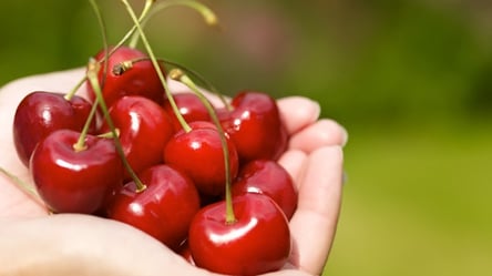 В Мелитополе фермеры черешнями отравили оккупантов - 285x160