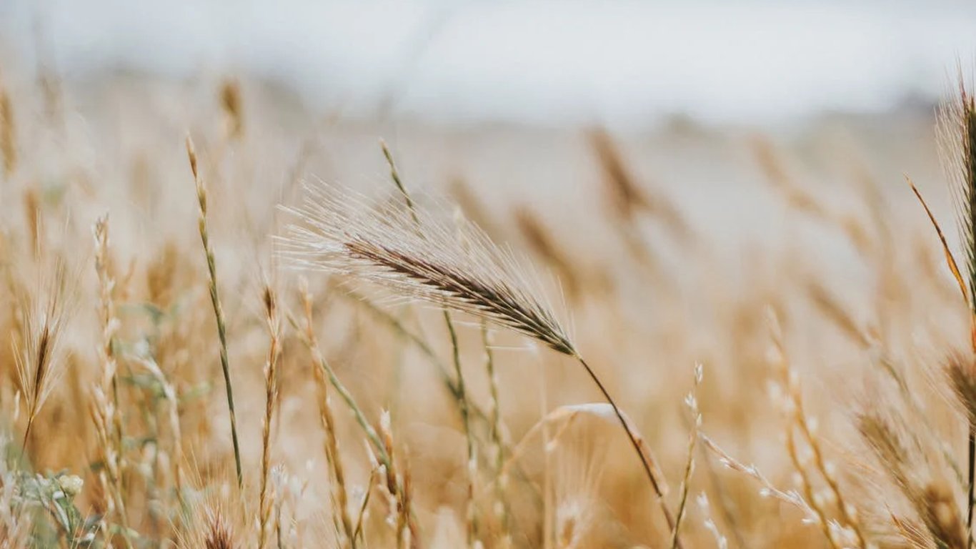 росія лише за травень вивезла з України зерна на два мільярди гривень — Схеми
