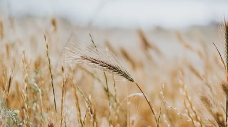 росія лише за травень вивезла з України зерна на два мільярди гривень — Схеми - 285x160