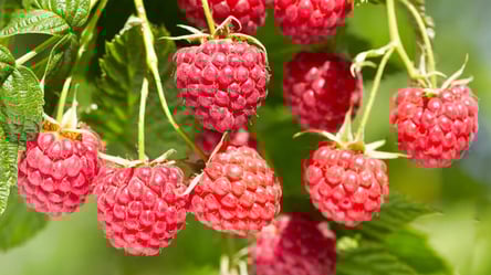 Не сажайте эти ягоды рядом с малиной — урожая не увидите - 285x160