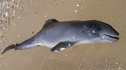 Війна вбиває природу: на одеський берег викинуло мертвого  дельфіна - 285x160