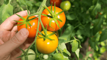 Чим підживити томати після поганої погоди — поради садівникам - 285x160