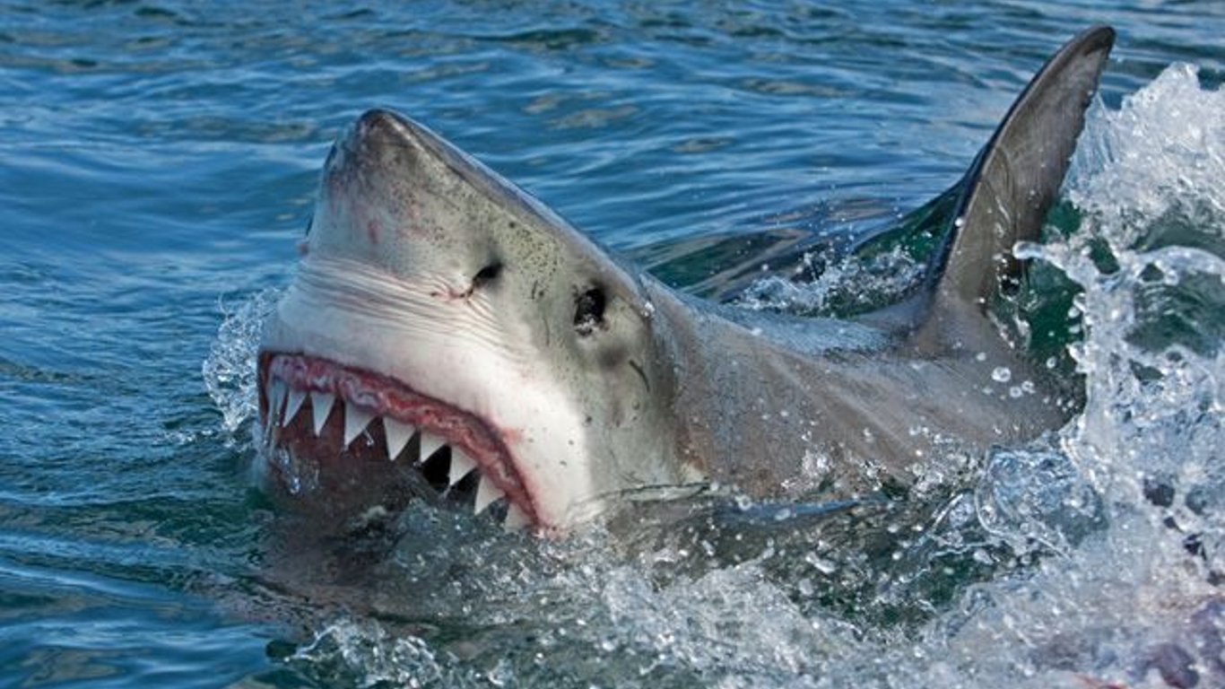 Хургада - акула откусила туристке руку и ногу - видео
