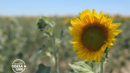 Вирушаймо на фотосесії: в Одеській області розквітли соняшники - 285x160
