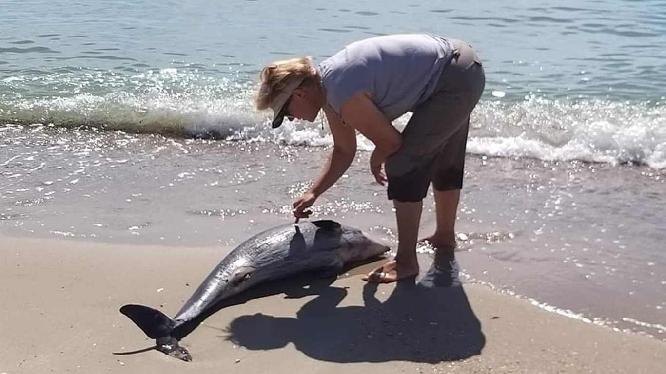 В Чорному морі знайшли чотирьох мертвих дельфінів